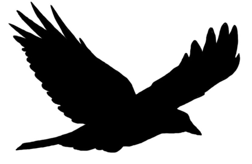 flying crow