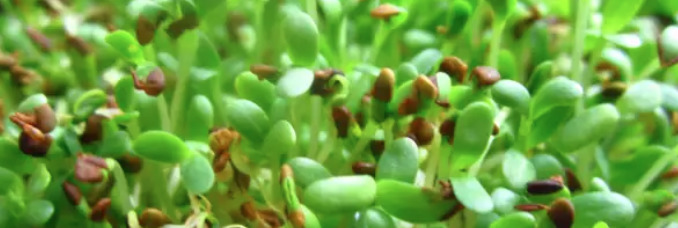 green sprouts